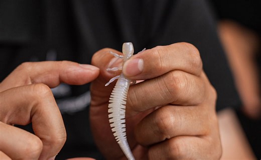 Ravencraft【鸦语路亚】—— “稚虫”高信号型针尾软虫：设计要素&应用解读！（上）