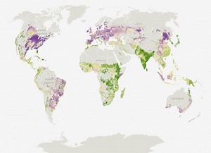 Only 55% of food-crop calories are consumed directly by humans. The rest: fuel and feed.