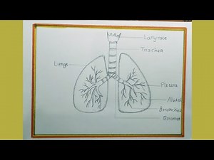 How to draw Human Lungs-/very easy for beginners// Lungs Drawing// step by step