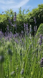 The Lavender field is in full bloom! | Alowyn Gardens & Nursery