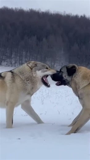 Alabai vs Wolf: Saving The Sheep 🐑🐺