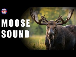 MOOSE SOUND - ANIMAL SOUNDS - Sound Effects
