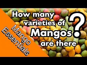 Mango Essentials | How many varieties of mangos are there? What are the differences?