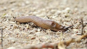 Detailed close up of a snail crawling on the ground. The complex textures of the snails body and bottom surface are clearly visible