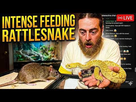 Venomous Feeding Rare Albino Western Diamondback Rattlesnake