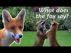 What noises does a fox make?