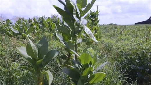 Here's Why Cuban Cigars Are So Expensive | Business Insider Africa