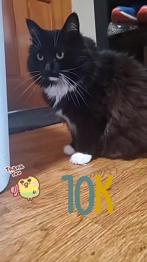 thank you for 10k followers! #10kfollowers #cat #gravycatman #thankyou