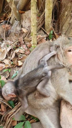 Exploring the Lives of Monkeys in Amber Roop