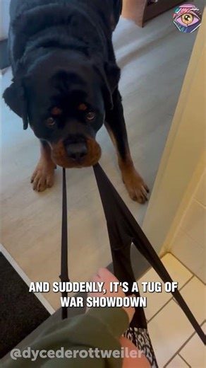 Tug of War: Pants Edition 😆🐾