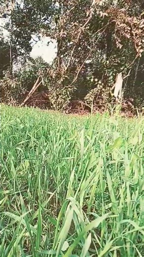 khubsurat drishya, najara 🌄🌞🌻🌞🌞🌻🌻