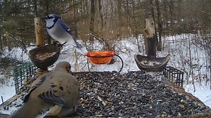 Blue Jays, Mourning Dove, Northern Flicker, and Red-Bellied Woodpecker! Quite an interesting variety of bigger birds at the platform today! At the end, the female Red-Bellied Woodpecker chases everyone away! #birdwatching #birds #wildbirds #nature #wildlife #photography #wildlifephotography #video #BirdsyCam #thebirdperch | The Bird Perch