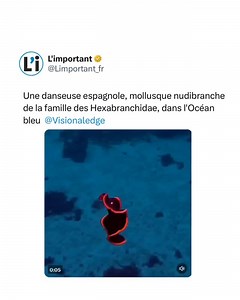 1.4K views · 238 reactions | #Rediff Plus d’infos sur Limportant.fr Source : Visionaledge via X #mollusque #océan #nudibranche #limportant | L'Important | Facebook