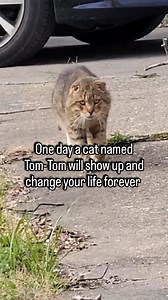 Tom-Tom, the beat up neighborhood feral cat showed up in my back yard and changed my life in the best way possible ✨ Hi, I'm Katie Cats Sims and I love sharing inspirational rescue stories ❤️ #katiecats #TomTomsJourney #feraltofamily #pandathecat #catrescuestory | Katie Cats Sims