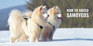 How To Breed Samoyeds – Health, Litter Size, Background, FAQ!