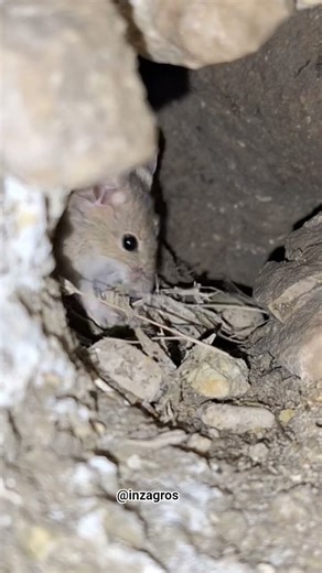 Zagros Field Mouse 🐭⛰️ #Zagros #Wildlife #FieldMouse #iran #nature