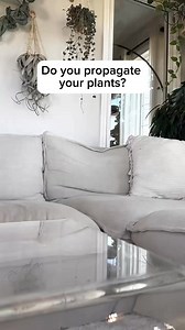 133K views · 1.3K reactions | What could you use this to propagate? Comment ‘buddy’ and I’ll send you the link! #plants #houseplants #indoorplants #plantblogger #lifestyleblogger #reels | House + Plant | Facebook