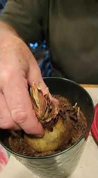 Planting Amaryllis Bulbs In Pots