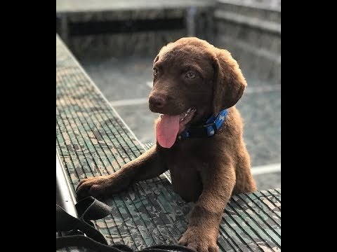 Chesapeake Bay Retriever Puppy - Katie - EP 22