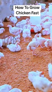 How to prevent disease spreading in poultry farming #fblifestyle #solutions #farming | Living Agriculture Esene Matthew