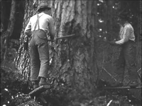 A Story of West Coast Lumber, Schafer Bros. Logging Co., ca. 1925