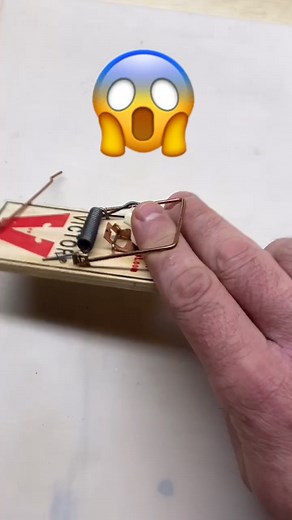 Effective DIY Mouse Trap Setup Guide