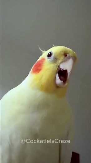 Experienced Cockatiel Jerry Serenades Beautifully 😍🎶🐦 | Majestic Cockatiel Singing #cockatiel