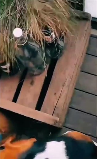 Hilarious Dog Sneezes – Funny Expressions! 🐶😂