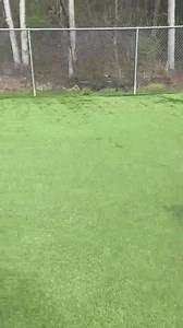 German Shorthaired Pointer Rescue New England on Reels