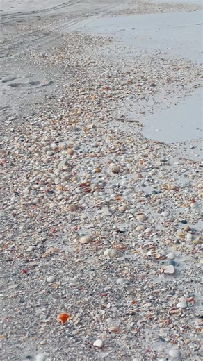 There was lots of shells washing up on Pensacola Beach today🐚 #pensacolabeach #shells #seashells #allthingsemeraldcoast #reels #florida #floridalife #beachlife #beach #nature | All Things Emerald Coast