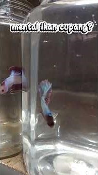 Mental Ikan Cupang Turun?😱 #ikan #cupangindonesia #cupanghias #bettafish #bettafishthailand