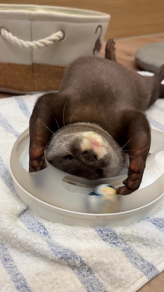 カワウソのかわいい遊び方を楽しもう！