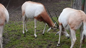 Two antelopes fight with their horns. Wildlife Stock Video