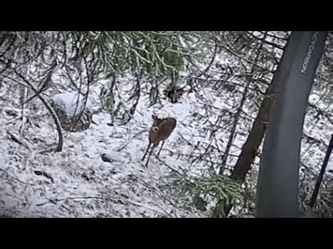 British Columbia Whitetail Archery Hunt | FRONTAL HEART SHOT from 20 FEET UP with GoPro 13 Black