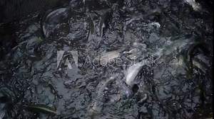 rainbow trout fish swims in a breeding cage