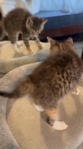 Meet our sweet Junebug! She is a spunky 6-week-old kitten who just had the most baffling encounter—she found another kitten that moves exactly like her! She crept up cautiously, ears twitching, then pounced, only to be met with an identical pounce. She tried to figure out this playful “stranger” in the mirror. Luckily, Junebug doesn’t have to rely on her reflection for fun. She has four lively siblings—Tadpole, Frito, Magic, and Moonpie—who keep her busy with endless games of chase, wrestling, a