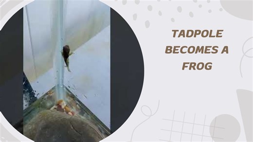 Tadpole Becomes a Frog