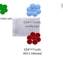 Video: Preparation and Use of HIV-1 Infected Primary CD4  T-Cells as Target Cells in Natural Killer Cell Cytotoxic Assays