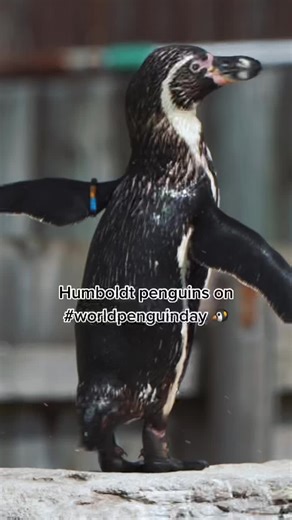 Adorable Humboldt Penguins Dancing on World Penguin Day