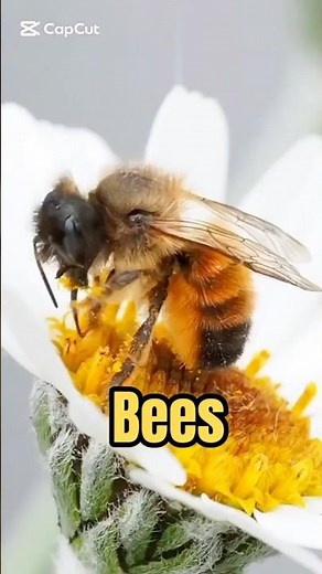 How Important Bees in Our Ecosystem