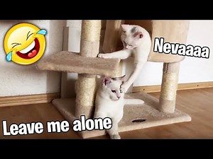 Sis vs Bro Cats Fight!