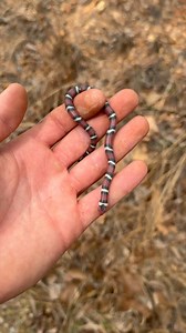 Here are some clips from a fun few days of rock flipping and hiking in the mountains. It was super cool to see my first montane scarlet king snakes. #snakes #reptiles #animals #kingsnake #wildlife #nature #critters #creatures #satisfying #fyp #hognose #salamander | Will Robertson's Wildlife