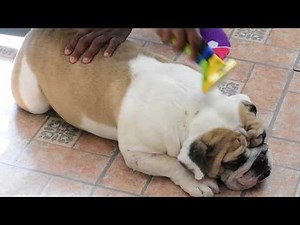 AGBtv: FURminator deShedding Tool Review