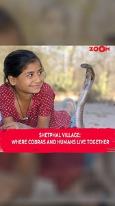 Zoom TV on Instagram: "Have you heard about Shetphal village, where cobras and humans coexist peacefully? 🐍🏡 It’s an extraordinary place where villagers embrace these majestic snakes as part of their lives, challenging our perceptions of wildlife. This incredible bond raises questions about nature and harmony. Would you dare to visit a village like this? Share your thoughts below! #zoomtv #shetphalvillage #facts #cobracoexistence #natureharmony #wildlifewonder #IncredibleIndia"