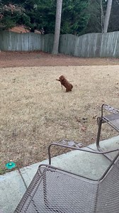 Tiny puppy valiantly defeats yard intruder! 😆 Video submission by Jennie T #puppy #puppies #funny #funnydogs #funnyanimals | InspireMore