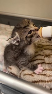 Freebie did fantastic overnight. She is so vocal and is already chunking up nicely! Orphan Kitten Club ❤️ | Kitten Lady