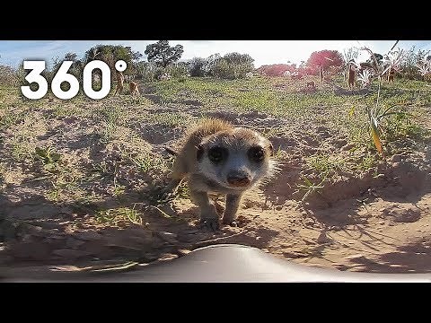 Funny meerkats playing in the desert 360 video | Animals with Cameras | BBC Earth Explore