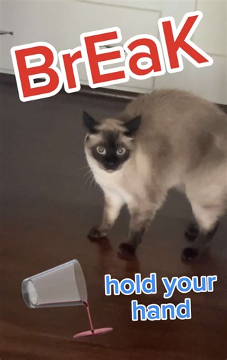 IS IT HER FAULT? #Bagagwa #catsoftiktok #nfl #fall #fyp | merv the cat