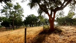 Natural cork is better for our wine and better for our planet. It's time to see cork as more than the world's best wine closure. #ChooseBetter #WeChooseCork | "100% Cork"