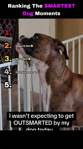 Ranking The Smartest Dogs Ever… #1 Is INSANE 🧠